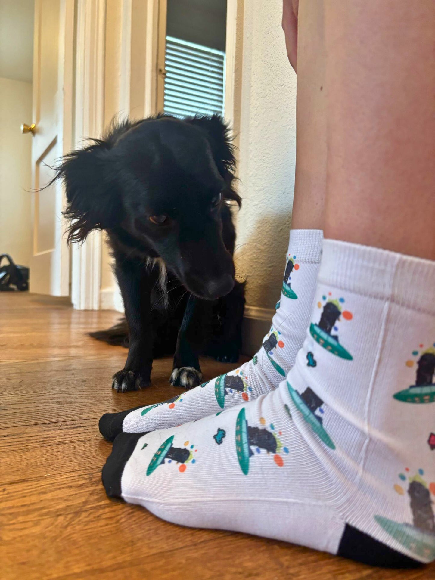 🧦 Socks WOW¡ 🐾